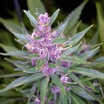 Paz Infinita Maconha Roxa Purple Weed Paz Infinita Maconha Roxa Purple Weed