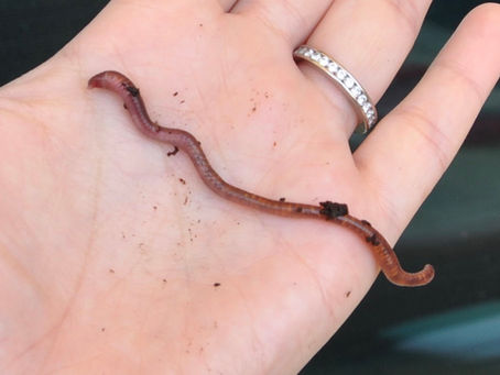 Dirt Diaries: The Great Red Worm Migration