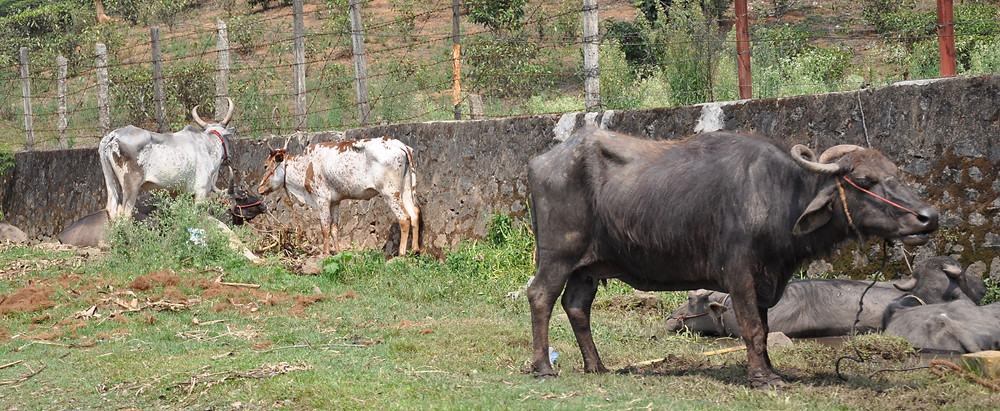 More roadside grazing, this time with buffalo! Photo by Justine Elamatha.