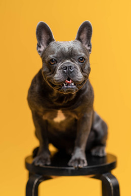 Portrait, fotoshooting, fine art, fotograf, bodensee, tettnang, tierfoto
