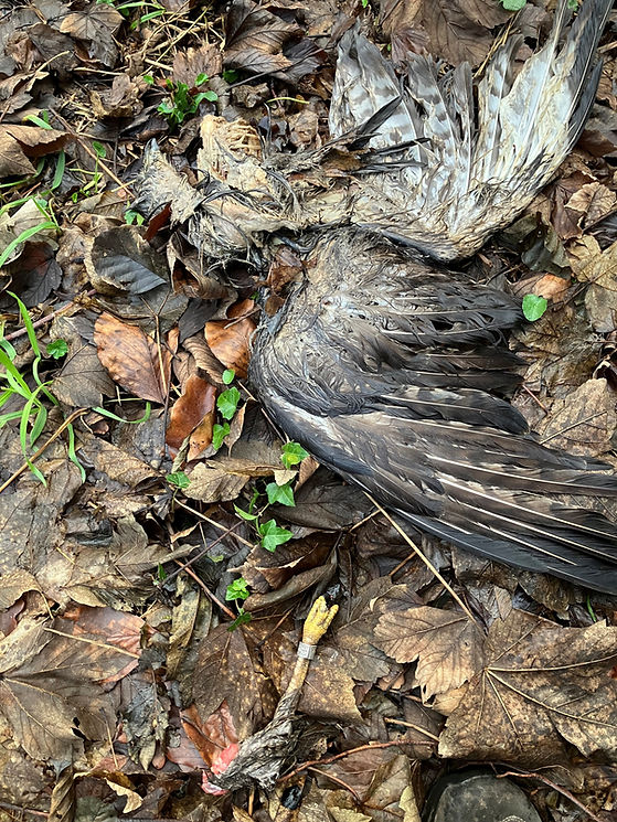 dode buizerd tamis.jpg