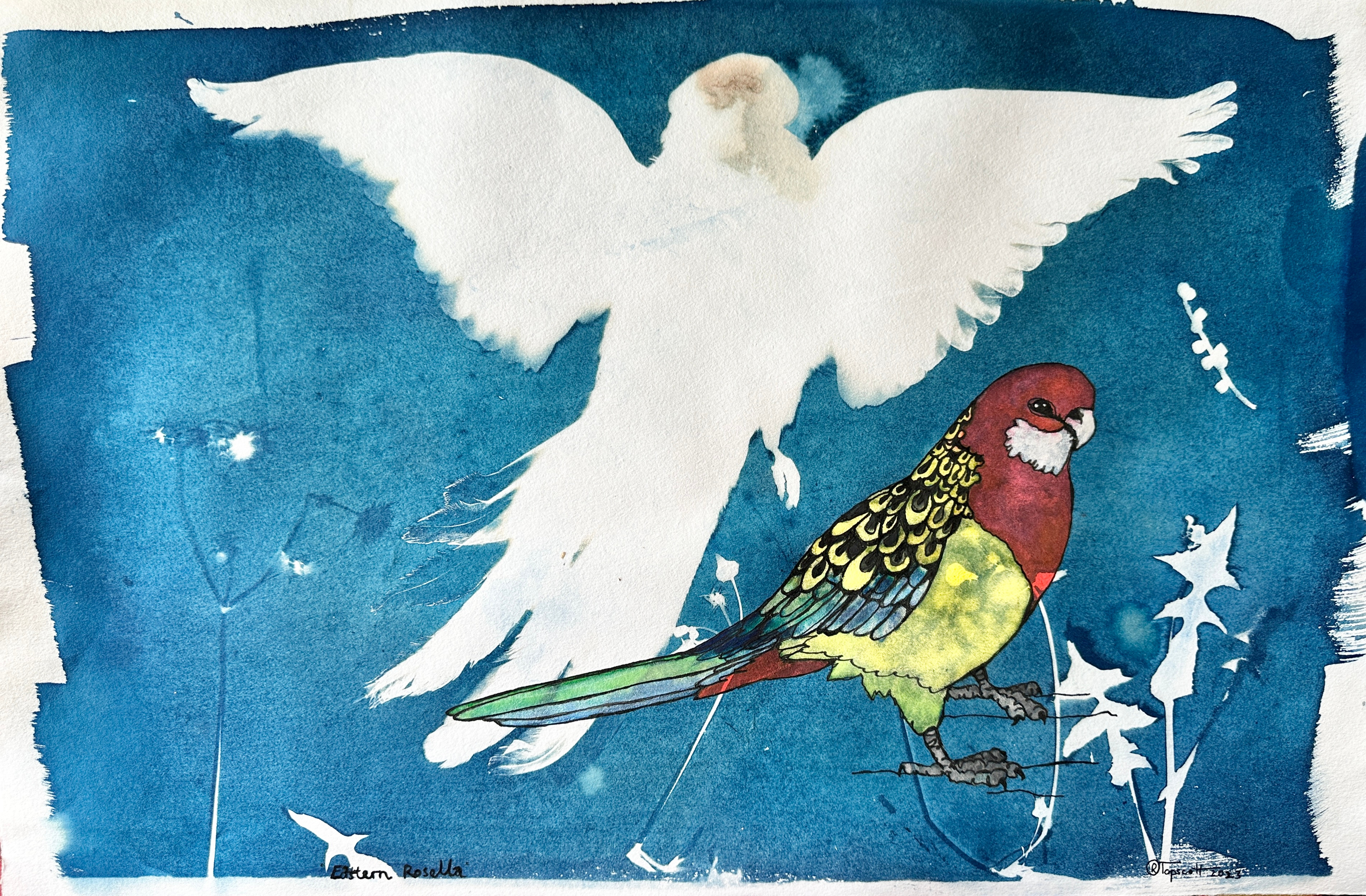 Eastern Rosella