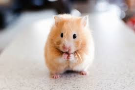 ARCore and ARKit Feature Sets Compared to Hamsters and DaVinci: How they see the world