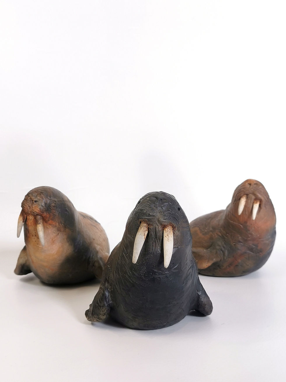 Walrus