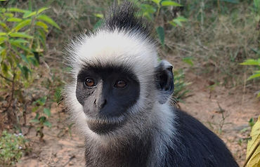 Lao langur_edited.jpg