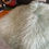 サムネイル： Fluffy fur #37