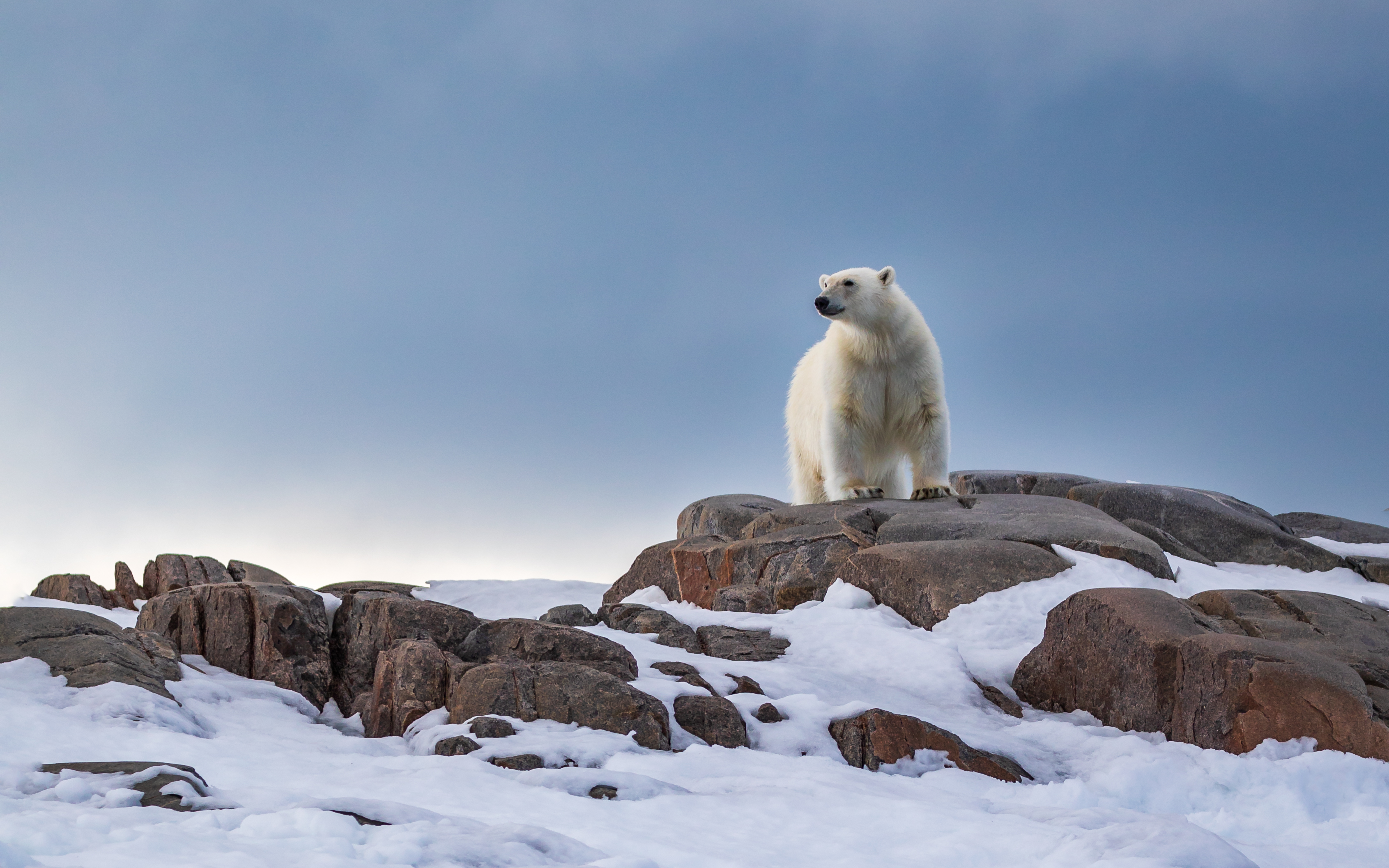 Arctic Polar Bear at Midnight