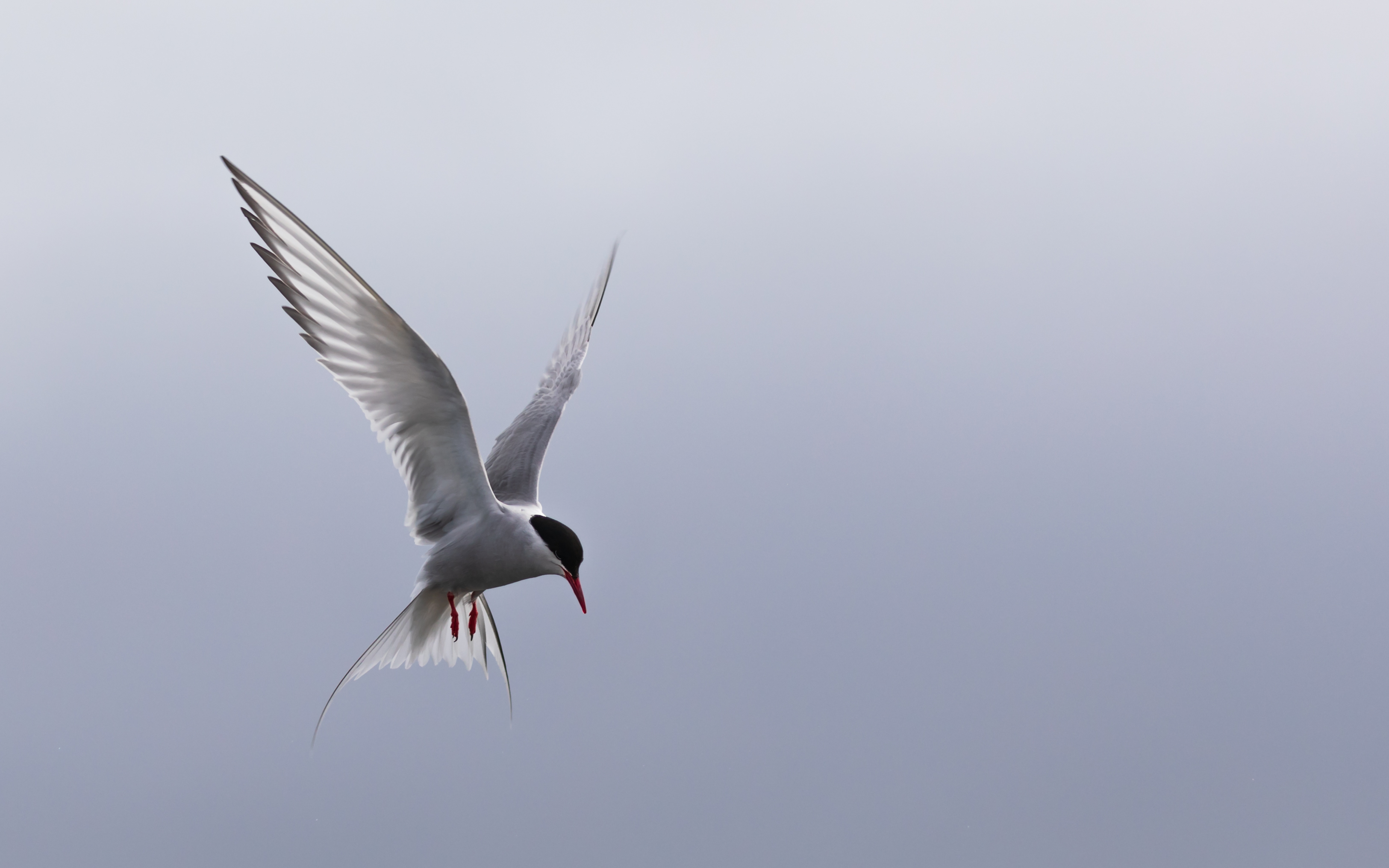 Arctic Tern