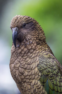 Kea Bird