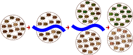 beetlespeciation.gif