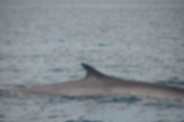 Finback Whale Island Cruises Campobello