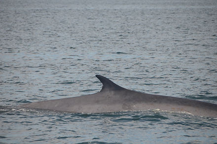 Finback Whale Island Cruises Campobello
