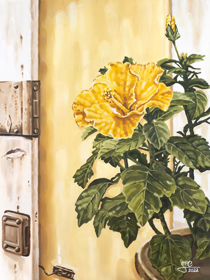 Yellow hibiscus flower in Lazise on Lake Garda, glowing in front of an ancient wall