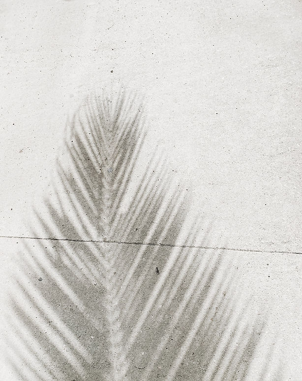 palm-leaf-shadow