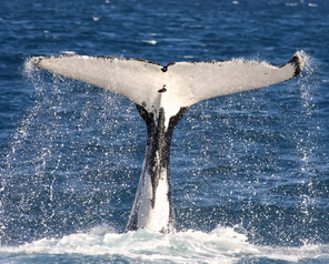 Hump Back Whale Watching Mooloolaba