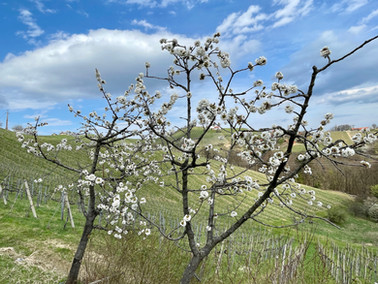 Südsteiermark, Weinwanderweg, Social Media Boutique, Sonja Parapatits, Kathi Wiltschnig 
