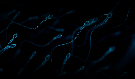 AI ASSISTANT FOR SPERM TRACKING