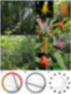 An example of hidden links within natural resources - The image shows the characterisation of the main floral types of the whole plant assemblage through a correlation analysis. The findings from this recent journal suggest that biological processes derived from both trait matching and “forbidden” links, or nonmatched morphological attributes, might be important network drivers in tropical plant-hummingbird systems (Gautam et al. 2021).
