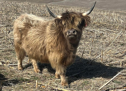 Bessie.JPEG