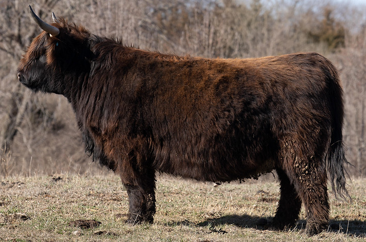MP's Dora, Highland Connection Donor, Highland Show Cattle
