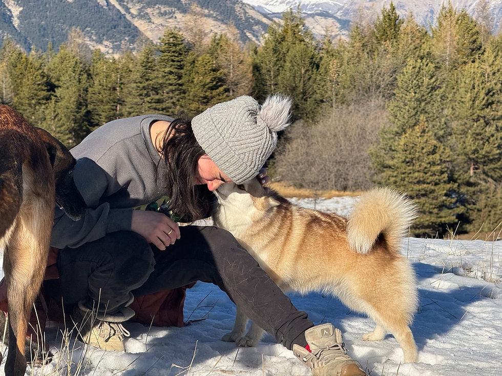 Les Chiens danges Heureux