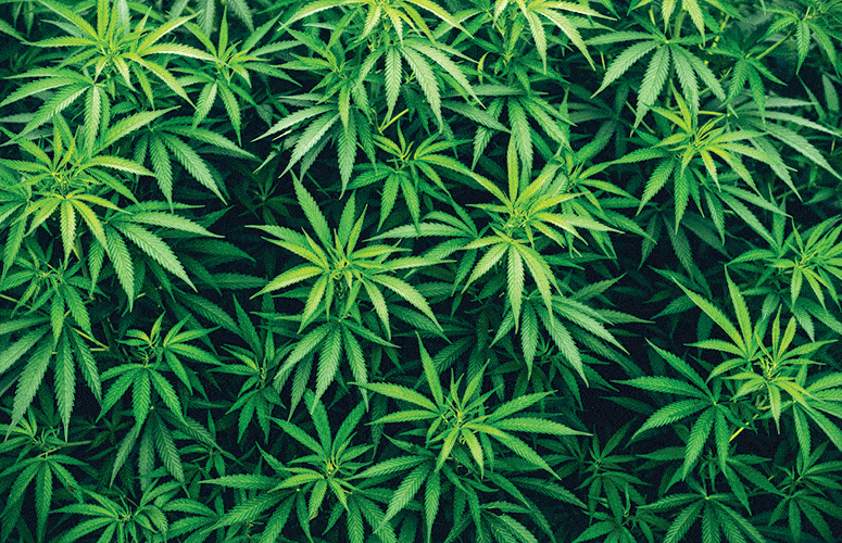 Investing in crypto in legal marijuana in Mexico 🪴
