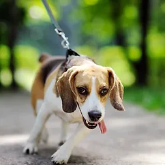 chien-tire-laisse-promenade1.webp