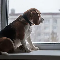 176-chien-anxieux-900x600_optimized.webp
