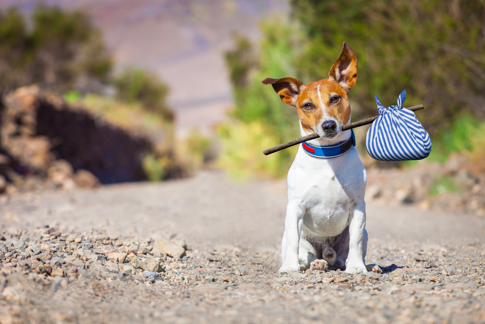 chien-qui-tient-un-baton-dans-sa-gueule.png
