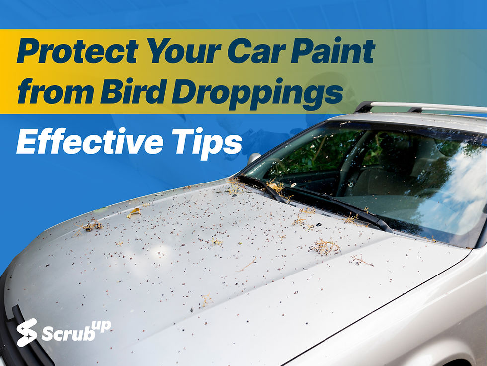 Protect Your Car Paint from Bird Droppings Effective Tips