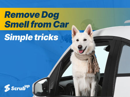 How to Remove Dog Smell from Car