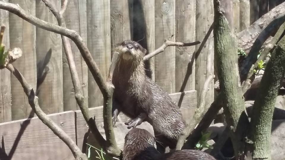 Cute otters