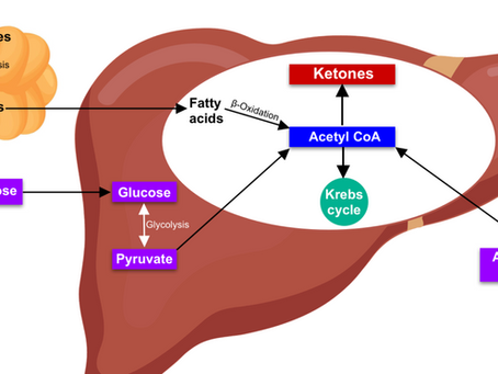 Metabolic mirage: Ketogenic diabetes pathway to COMA