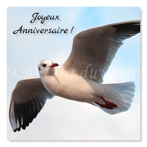 Carte Photo Joyeux Anniversaire 15 Mouette En Vol Ma Papeterie Photo