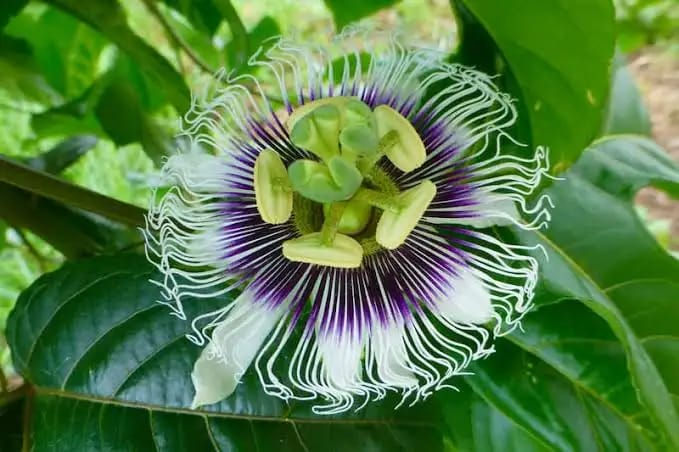 Maracuja Oil