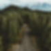 wood road 1_edited.jpg