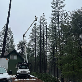 snow covered ground with tree work being done by Newcomb Tree Experts