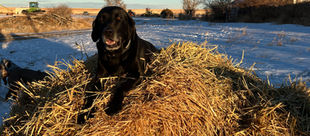 Black Labrador Retriever | Old Dog | LC HUNTING LABS