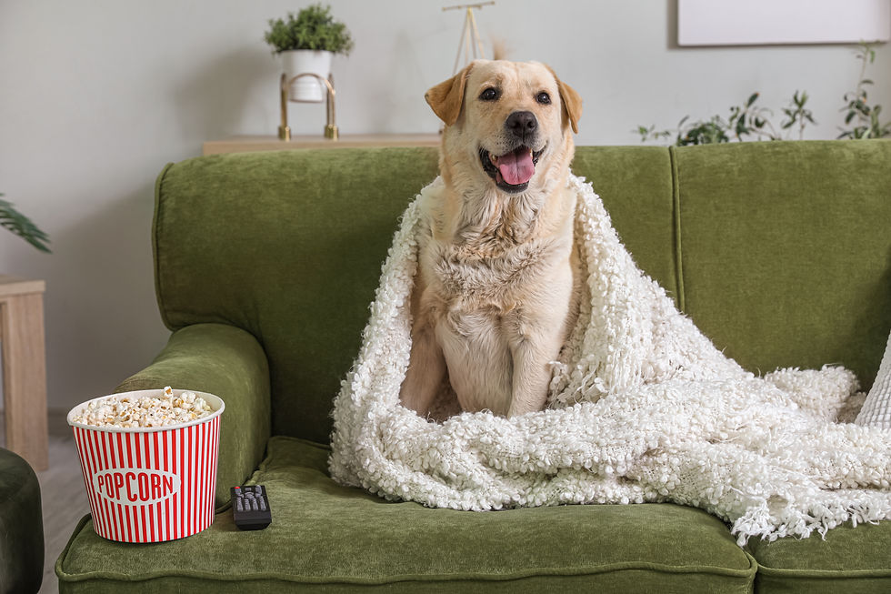 Yellow Labrador Retriever Watching a Movie