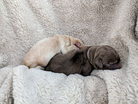 1 week old labrador retriever puppies