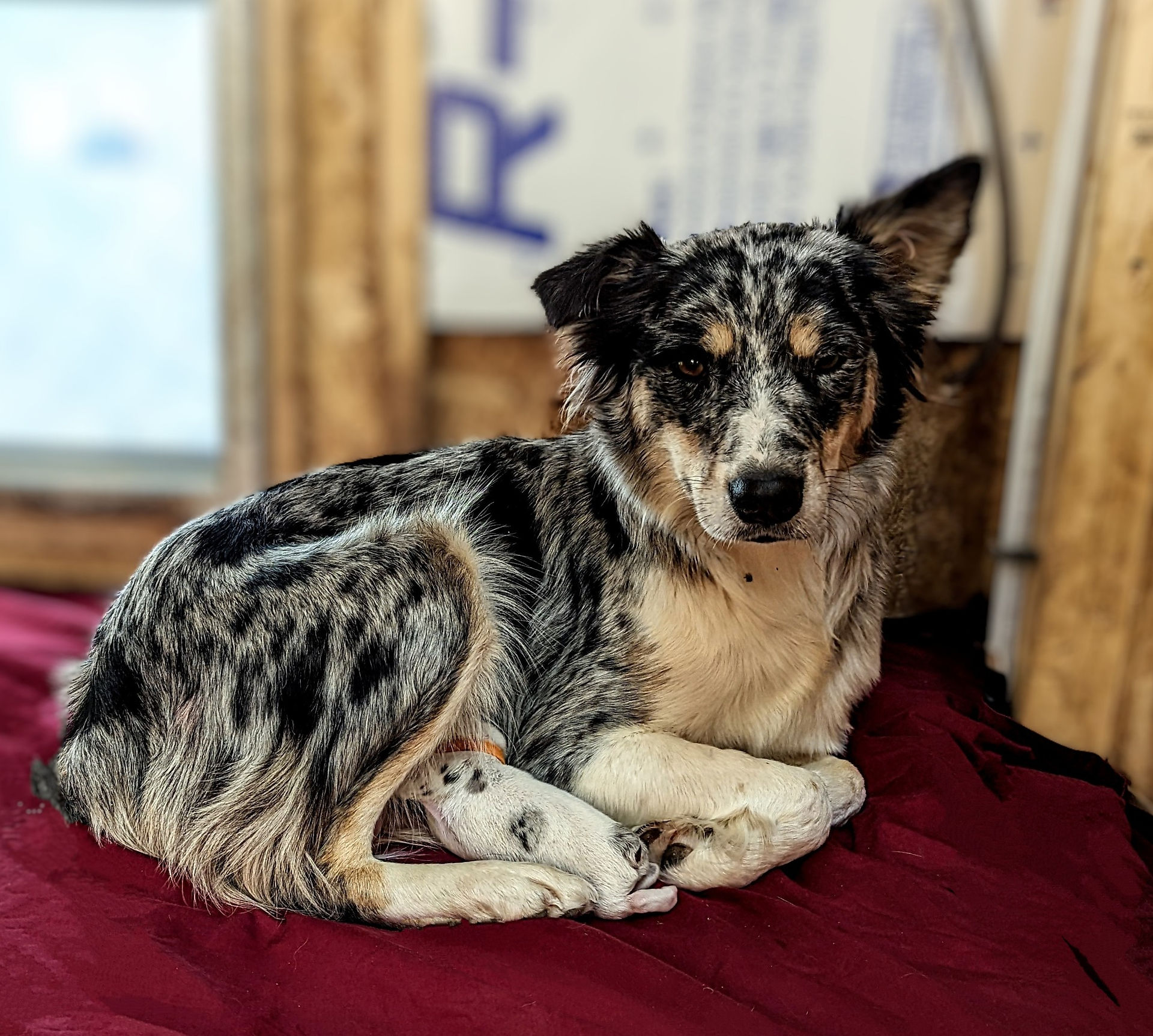 Australian Shepherd