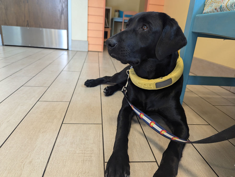 daisy at the vet calm