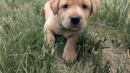 labrador puppy first day home