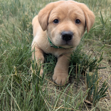 labrador puppy first day home