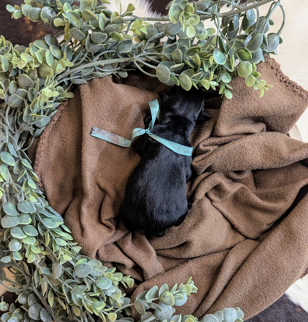 Blue | Bandit | Black Male