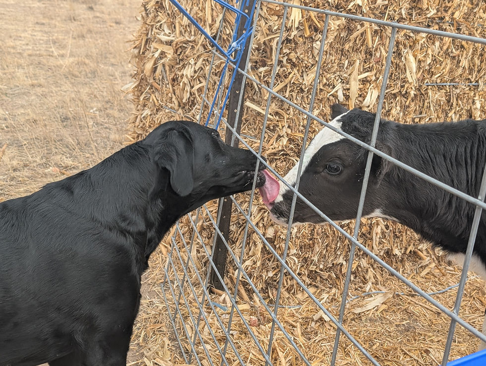 Daisy Licking Calf