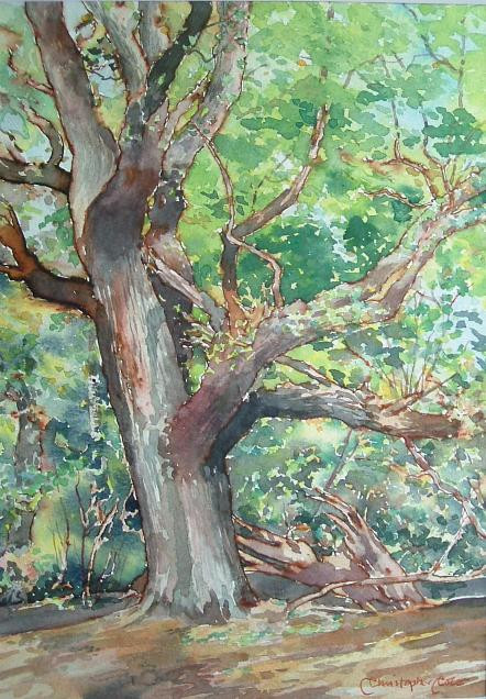 Summer Oak