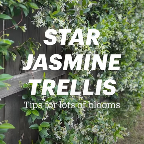 Tip to get your lots of blooms on your star jasmine.