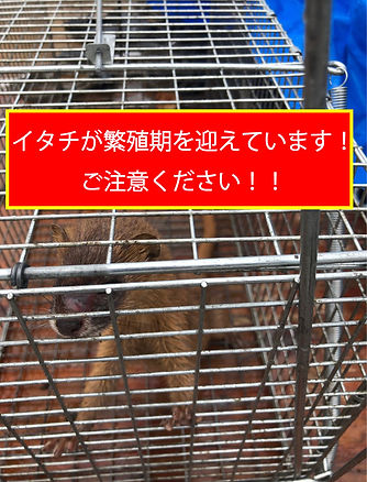 イタチが繁殖期を迎えています!ご注意ください.jpg