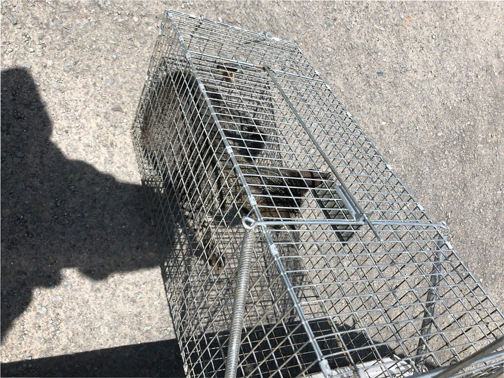 岩出市、ノミ駆除、猫の捕獲